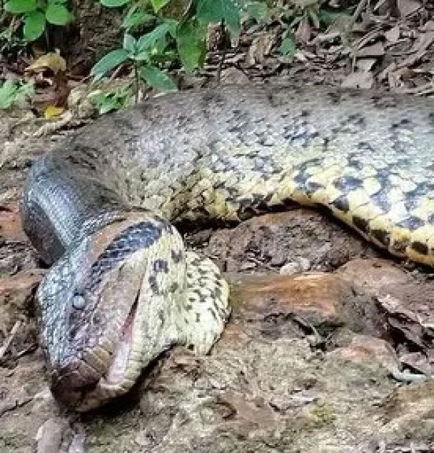 Найбільшу змію у світі застрелили мисливці / © Jam Press