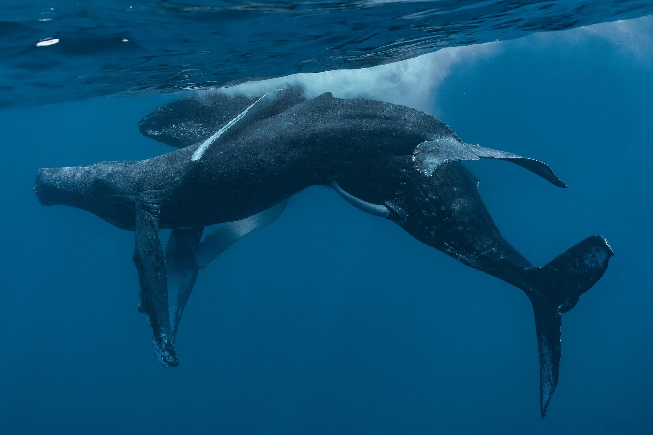 Фотографи вперше зняли горбатих китів, які займаються сексом / Фото: Marine Mammal Science / © 