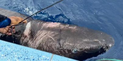 Здатна прожити 500 років: приголомшені рибалки знайшли стародавню напівсліпу акулу – фото