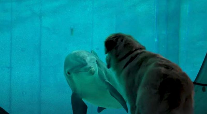 Новий хіт: золотистий ретрівер потоваришував із дельфіном (ВІДЕО)