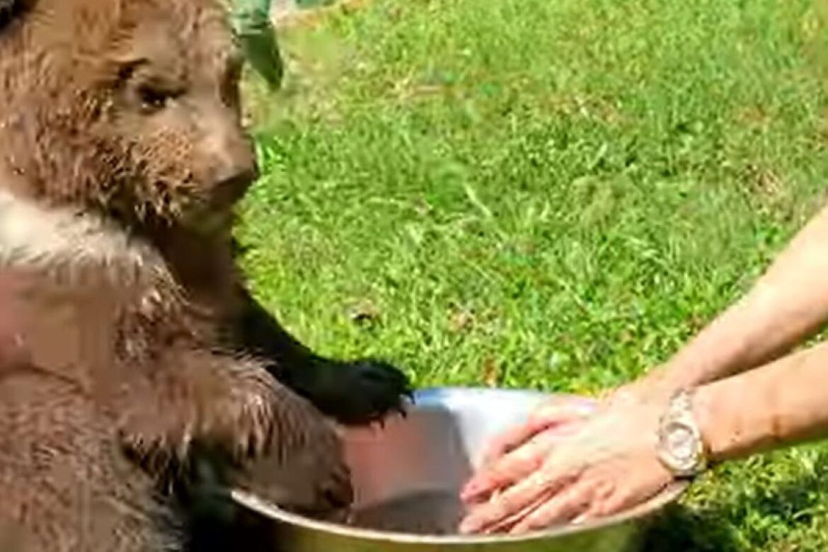 Миле відео про ведмедика, який вирішив освіжитися 