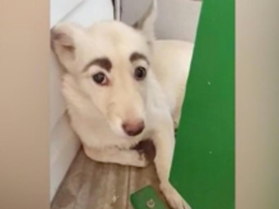 Собака з виразними «бровами» повеселив Мережа (ФОТО)