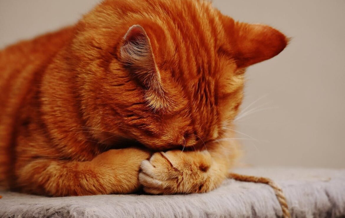 В мережі розповіли, чи можуть кішки плакати 