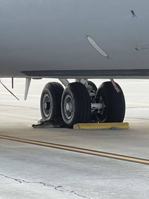 Триметровий алігатор заблокував військовий американський літак – фото