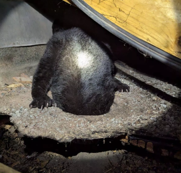 Черную кошку быстро отвезли в местный ветеринар из клиники Vets4Pets Clevedon