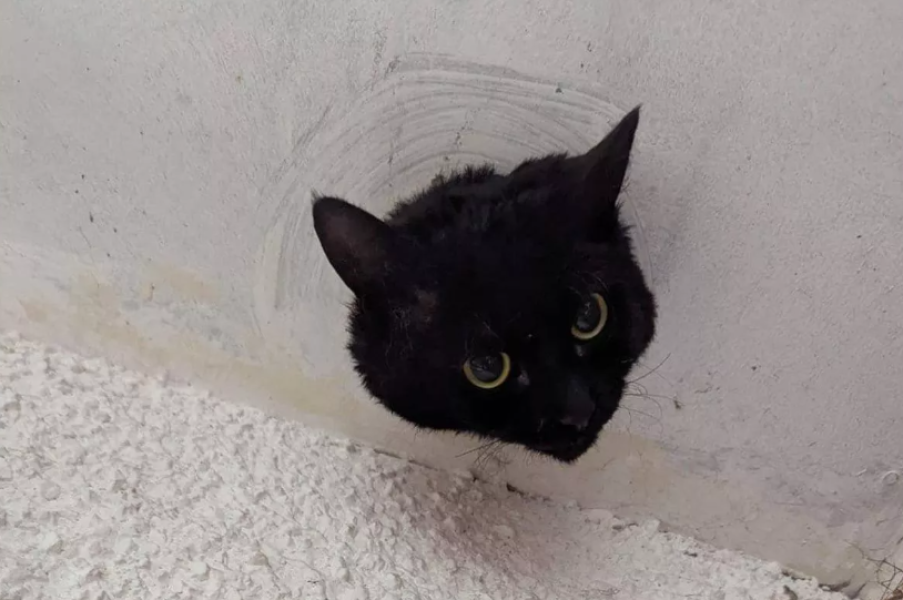 Очаровательная черная кошка, застрявшая в водосточной трубе, стала звездой (фото)