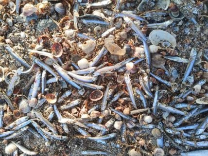 На Одещині молодняк анчоуса викинувся на берег: що стало причиною мору риби (фото) На Одещині молодняк анчоуса викинувся на берег: що стало причиною мору риби (фото)