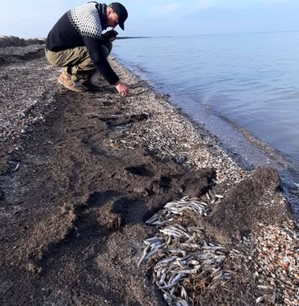 На Одещині молодняк анчоуса викинувся на берег: що стало причиною мору риби (фото) На Одещині молодняк анчоуса викинувся на берег: що стало причиною мору риби (фото)
