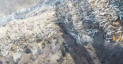 На Одещині молодняк анчоуса викинувся на берег: що стало причиною мору риби (фото) На Одещині молодняк анчоуса викинувся на берег: що стало причиною мору риби (фото)