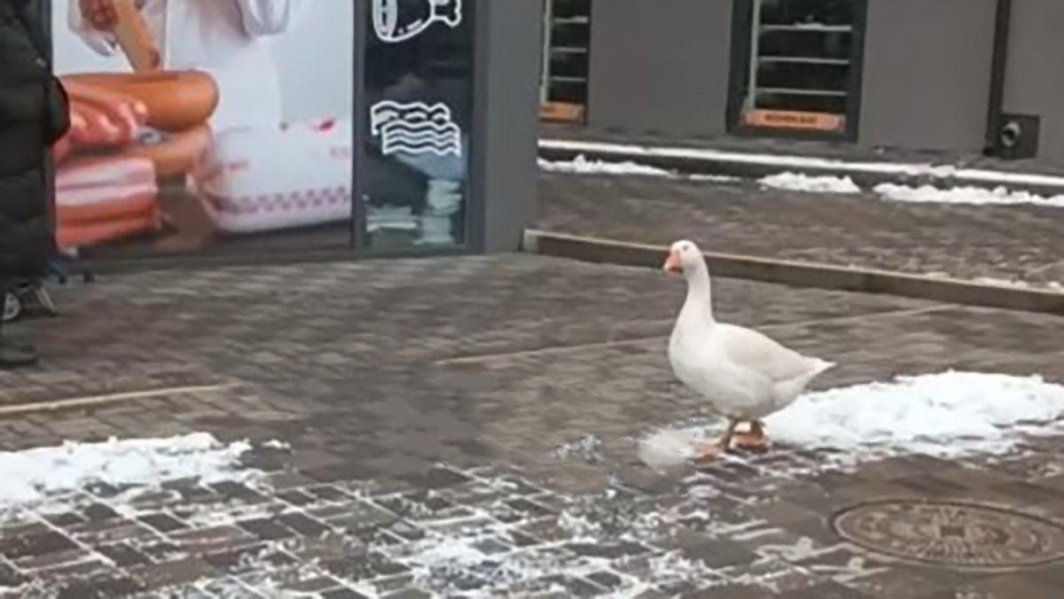 У Києві гусак гуляв біля станції метро - курйозне відео У Києві гусак гуляв біля станції метро - курйозне відео