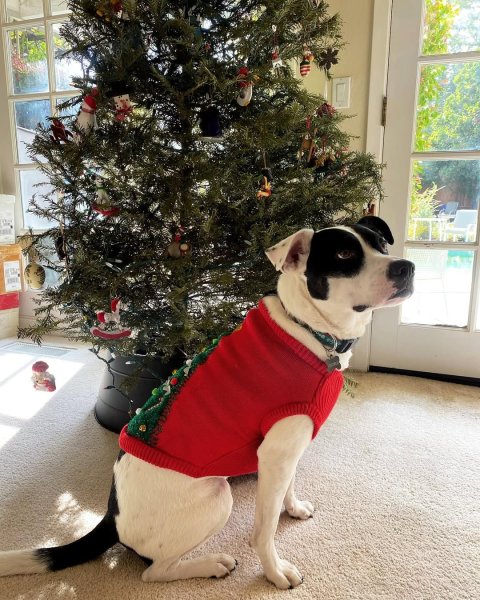 Джордж, пес Пес перервав зустріч хазяйки в Zoom, тварини, домашні улюбленці, курйози, приколи, дивні історії, смішні випадки