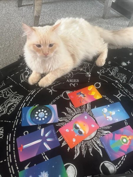 Екстрасенс із котом Екстрасенс із котом, кіт-ясновидець, пророкування на 2025 рік, карти Таро, кіт ворожить по картах, читання карт Таро, яким буде 2025 рік