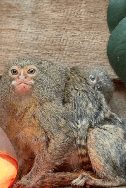 На порозі зникнення: “найменша у світі” мавпа народила дитинчат-близнюків (фото) На порозі зникнення: “найменша у світі” мавпа народила дитинчат-близнюків (фото)