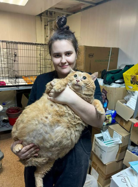 "Самый толстый в мире" бездомный кот сел на диету, чтобы снова научиться ходить (фото)