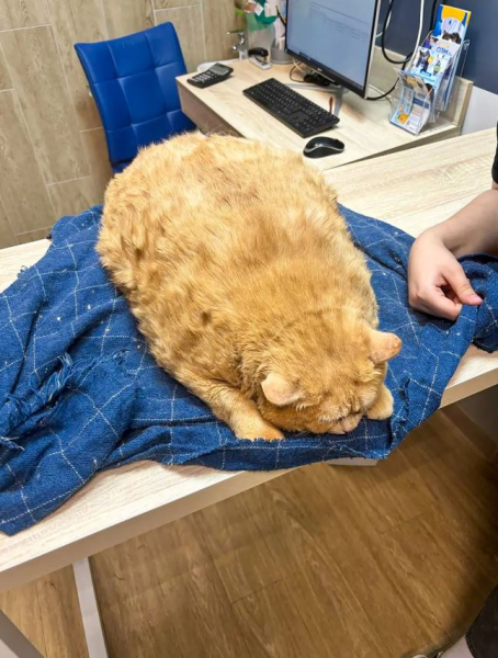 "Самый толстый в мире" бездомный кот сел на диету, чтобы снова научиться ходить (фото)