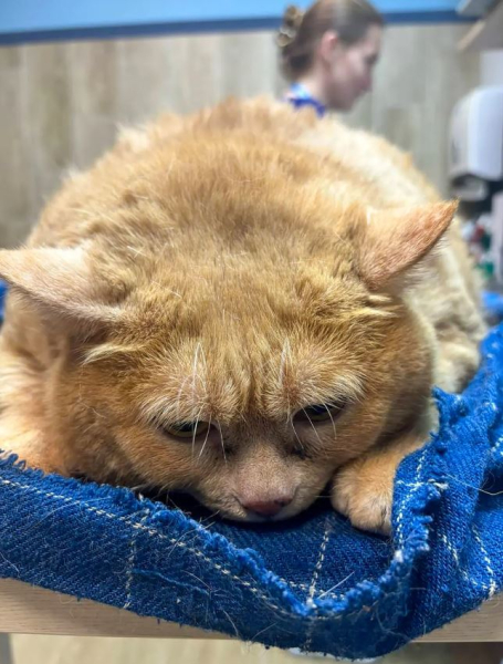 "Самый толстый в мире" бездомный кот сел на диету, чтобы снова научиться ходить (фото)