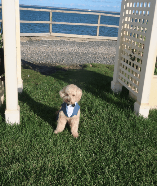 Весілля, собака Весілля, собака, пес, пухнастий джентльмен, дівчина привела пса на весілля, голдендудль, незвичайний гість, незвичайне весілля, пухнастий друг, TikTok