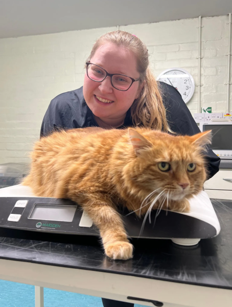 Дієта не допомагала: ветеринари допомогли коту схуднути незвичайним способом (фото) Дієта не допомагала: ветеринари допомогли коту схуднути незвичайним способом (фото)