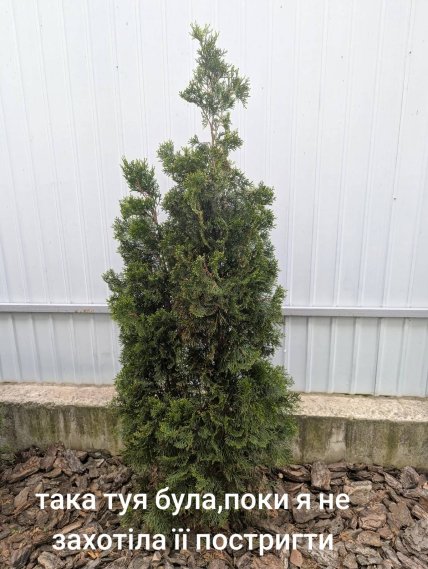 Тепер красунечка: українка насмішила мережу, показавши, як підстригла тую Тепер красунечка: українка насмішила мережу, показавши, як підстригла тую