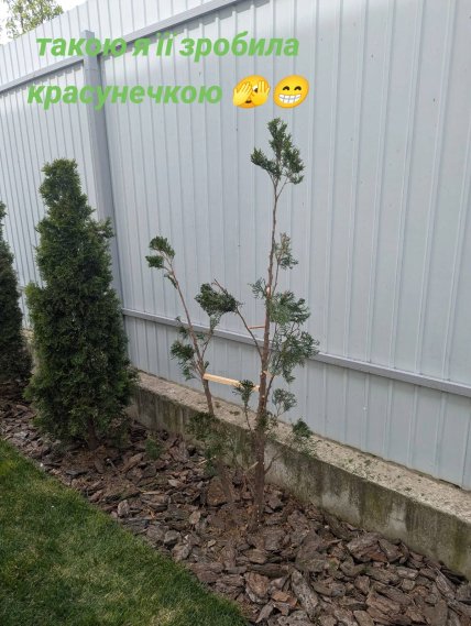 Тепер красунечка: українка насмішила мережу, показавши, як підстригла тую Тепер красунечка: українка насмішила мережу, показавши, як підстригла тую