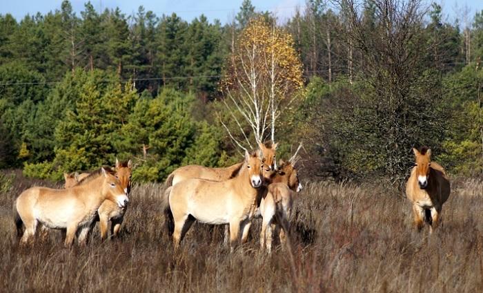 Коні Пржевальського у зоні відчуженні / фото ДАЗВ Коні Пржевальського у зоні відчуженні / фото ДАЗВ