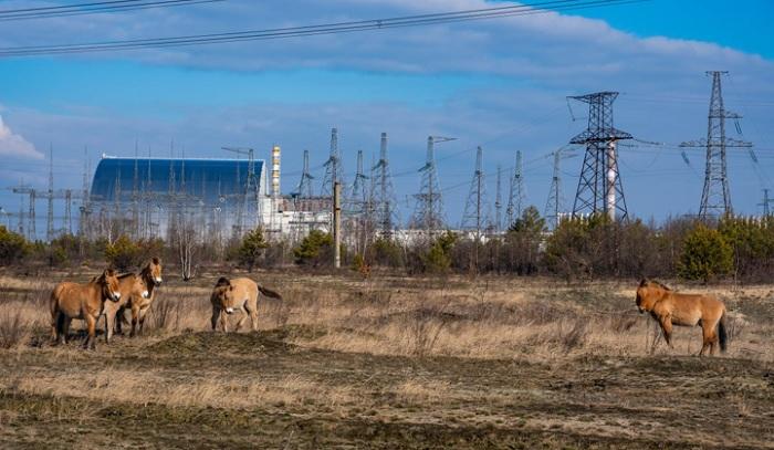Вид на ЧАЕС – на місці найбільшої техногенної катастрофи в історії людства мирно пасуться дикі коні / фото ДАЗВ Вид на ЧАЕС – на місці найбільшої техногенної катастрофи в історії людства мирно пасуться дикі коні / фото ДАЗВ