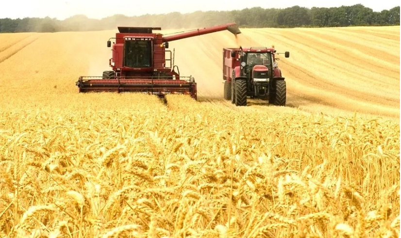 Урожай зернових в Україні можна збільшити на 20 млн тонн, якщо використати потенціал селекції - експерт Урожай зернових в Україні можна збільшити на 20 млн тонн, якщо використати потенціал селекції - експерт