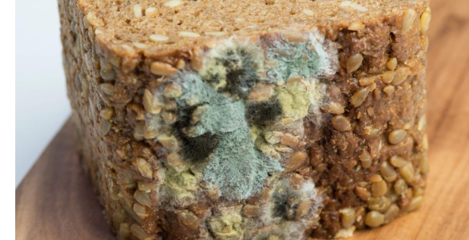 Що буде, якщо з’їсти продукти з цвіллю Що буде, якщо з’їсти продукти з цвіллю