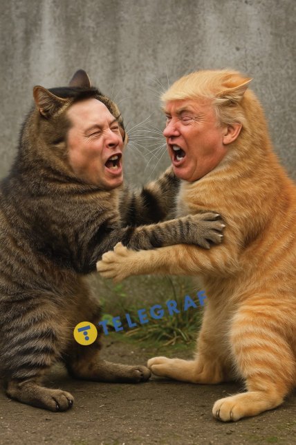 Як би виглядала сварка Трампа й Маска, якби вони були... котами (кумедні фотожаби) Як би виглядала сварка Трампа й Маска, якби вони були... котами (кумедні фотожаби)