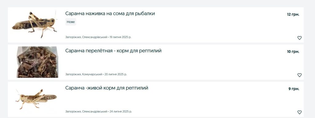 Сушена, жива чи морожена: в Запоріжжі почали продавати сарану (ФОТО) Сушена, жива чи морожена: в Запоріжжі почали продавати сарану (ФОТО)