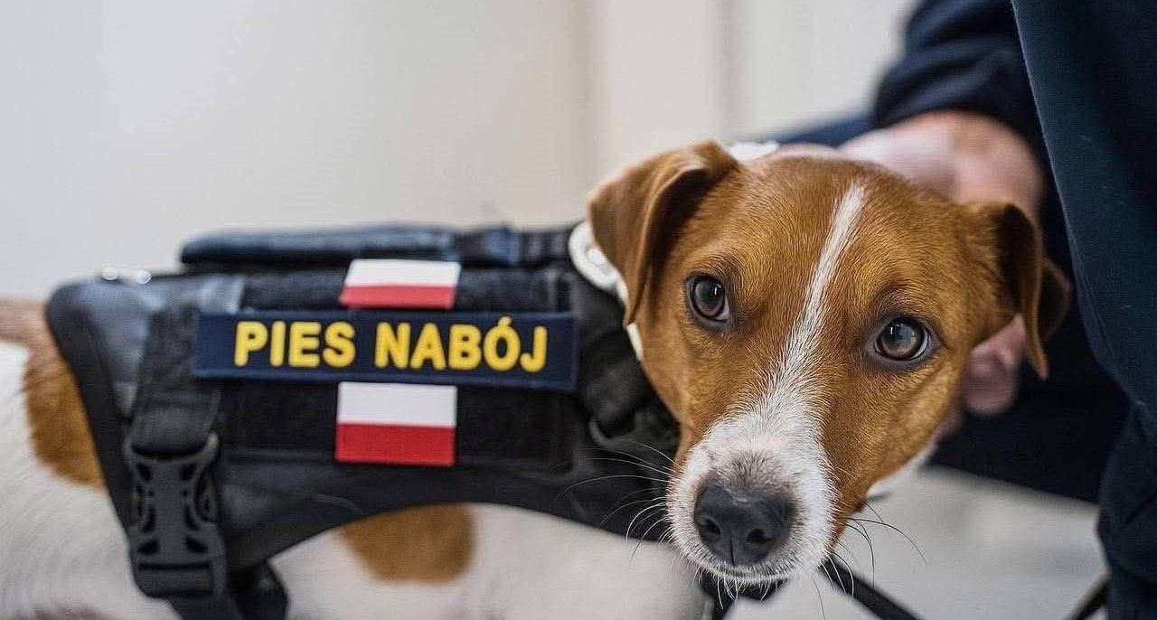 Третя світова та 5 стаття НАТО: у мережі жартують про російські дрони в Польщі Третя світова та 5 стаття НАТО: у мережі жартують про російські дрони в Польщі