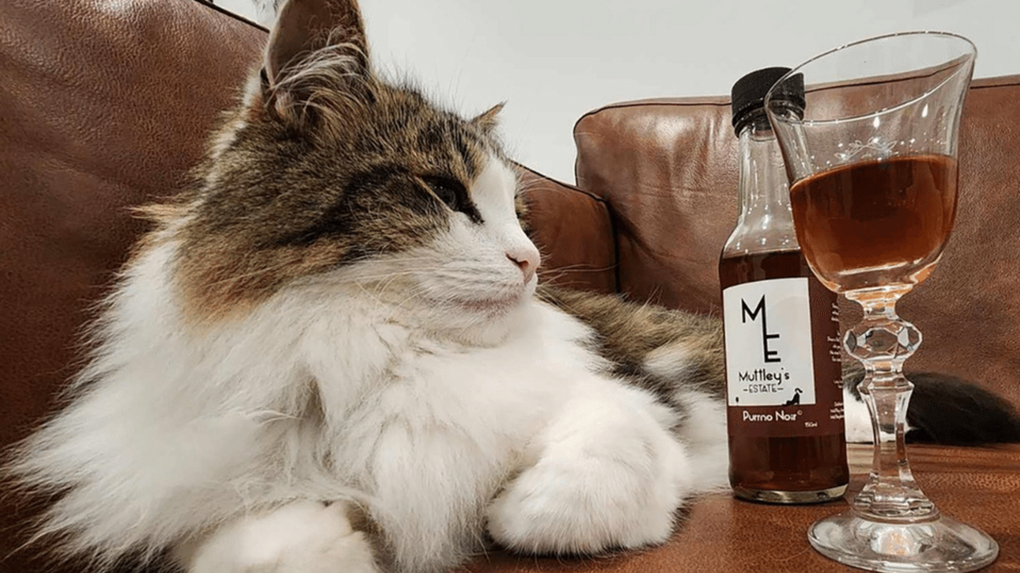 Власники можуть 'підняти келих' разом зі своїми котами та собаками