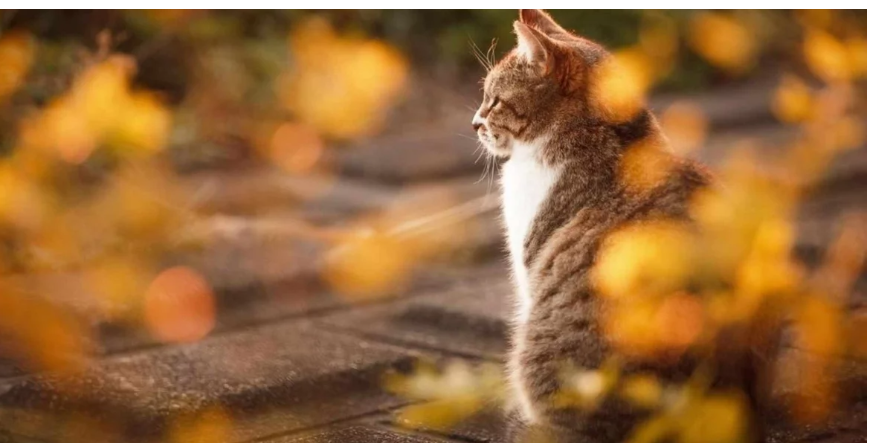 Майже бабине літо: синоптикиня потішила прогнозом на останні дні жовтня Майже бабине літо: синоптикиня потішила прогнозом на останні дні жовтня