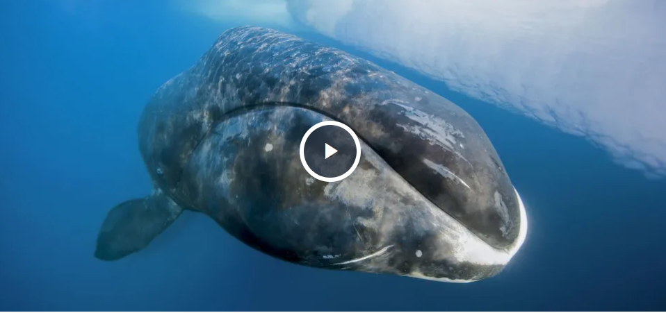 Гренландські кити можуть жити по 200 років: вчені наблизилися до розгадки довголіття ссавців Гренландські кити можуть жити по 200 років: вчені наблизилися до розгадки довголіття ссавців