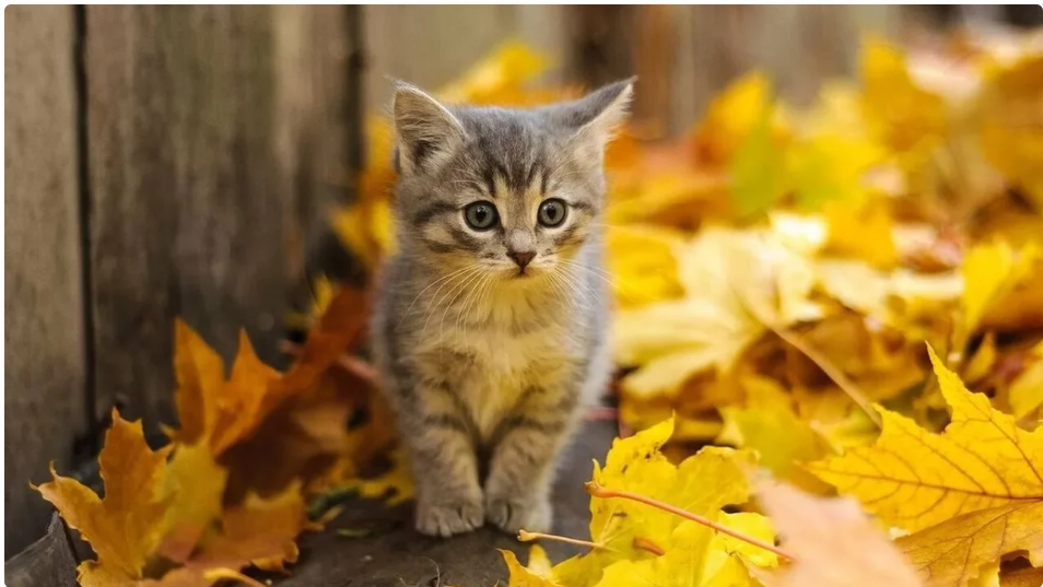 Які сюрпризи підготувала погода українцям на 2 листопада: прогноз синоптиків Які сюрпризи підготувала погода українцям на 2 листопада: прогноз синоптиків