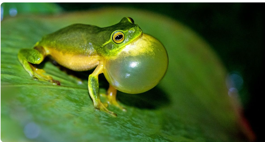 Бабуся проковтнула 8 живих жаб: навіщо вона це утнула Бабуся проковтнула 8 живих жаб: навіщо вона це утнула