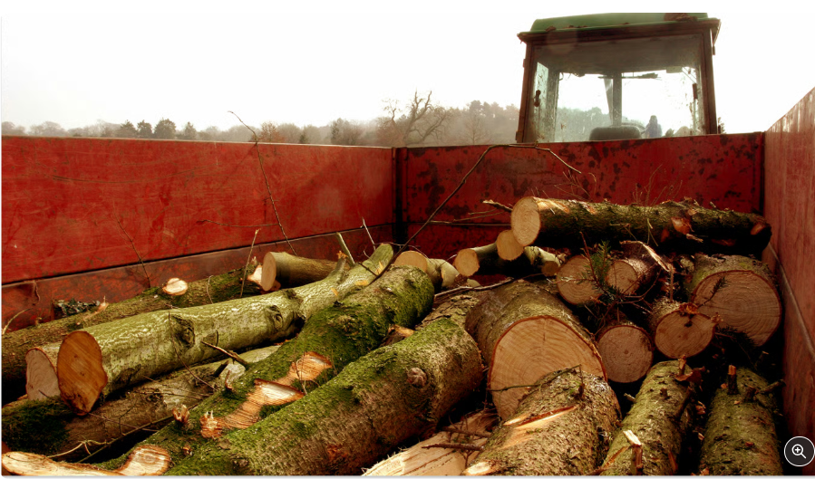 Нелегальні дрова — чи можуть оштрафувати покупця у 2025 році Нелегальні дрова — чи можуть оштрафувати покупця у 2025 році