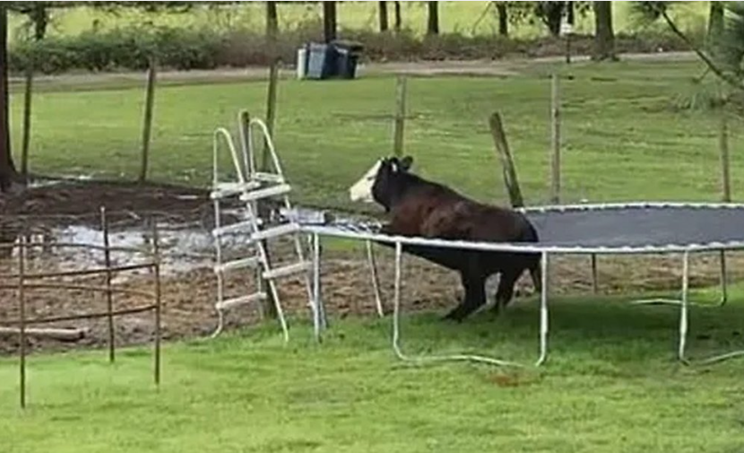 Корова на батуті стала новою зіркою мережі (ВІДЕО) Корова на батуті стала новою зіркою мережі (ВІДЕО)