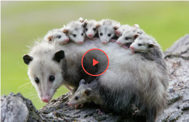 Опосум майстерно замаскувався в коробці з іграшками (фото) Опосум майстерно замаскувався в коробці з іграшками (фото)