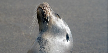 У США морський лев вийшов на шосе і зупинив рух транспорту У США морський лев вийшов на шосе і зупинив рух транспорту