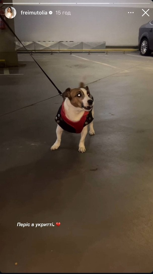 Хатнього улюбленця родина Фреймут теж забрала до укриття / © instagram.com/freimutolia