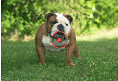 Користувачів розсмішив пес із упертим характером (відео) Користувачів розсмішив пес із упертим характером (відео)