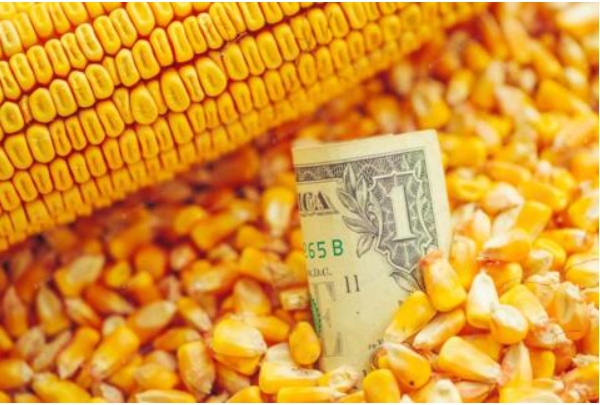 Закупівельні ціни на кукурудзу на тендері південнокорейських компаній за тиждень знизились на 4% Закупівельні ціни на кукурудзу на тендері південнокорейських компаній за тиждень знизились на 4%