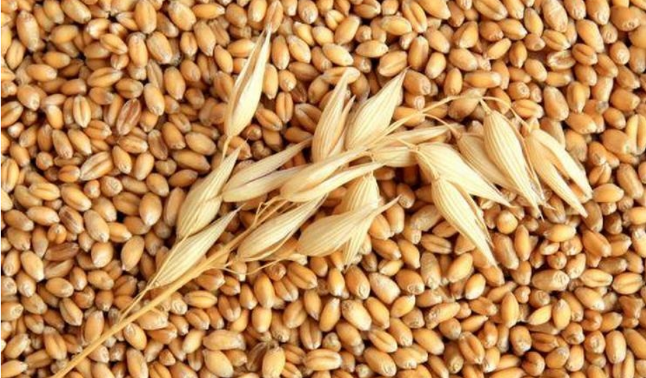 Ціни на фуражний ячмінь у Європі перевищили вартість продовольчої пшениці Ціни на фуражний ячмінь у Європі перевищили вартість продовольчої пшениці