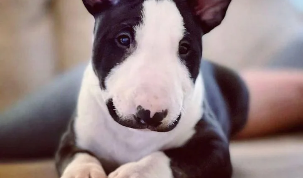 Бультер'єр вигадав оригінальний спосіб продовжити прогулянку (відео) Бультер'єр вигадав оригінальний спосіб продовжити прогулянку (відео)