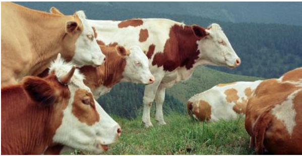 ФАО оприлюднила результати дослідження щодо вживання антибіотиків у тваринництві України ФАО оприлюднила результати дослідження щодо вживання антибіотиків у тваринництві України