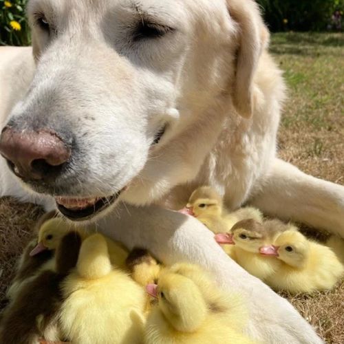 Добрий пес став опікуном зграйки осиротілих каченят (ВІДЕО) Добрий пес став опікуном зграйки осиротілих каченят (ВІДЕО)