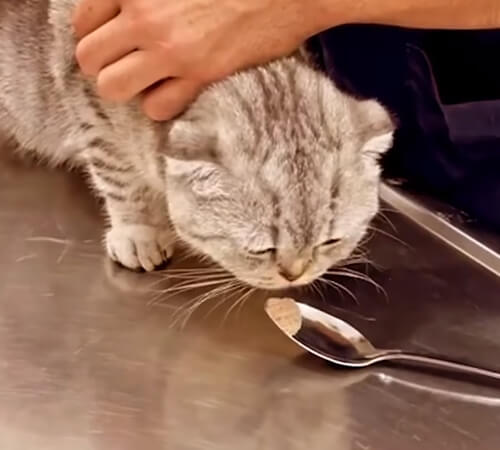 Ветеринар робить пацієнтам щеплення, відволікаючи їх ласощами (ВІДЕО) Ветеринар робить пацієнтам щеплення, відволікаючи їх ласощами (ВІДЕО)