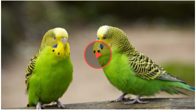 Папуга у Новій Зеландії мимоволі став відеоблогером, вкравши камеру (відео) Папуга у Новій Зеландії мимоволі став відеоблогером, вкравши камеру (відео)