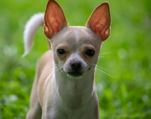 Справжні довгожителі: які собаки живуть найдовше Справжні довгожителі: які собаки живуть найдовше